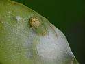 Diaea_evanida_D6505_Z_87_Brisbane_Australie