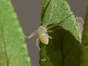 Diaea_punctata_D6702_Z_89_Brisbane_Australie