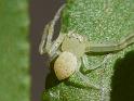 Diaea_punctata_D6703_Z_89_Brisbane_Australie