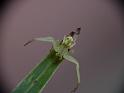 Sidymella_rubrosignata_D6493_Z_86_Brisbane_Australie