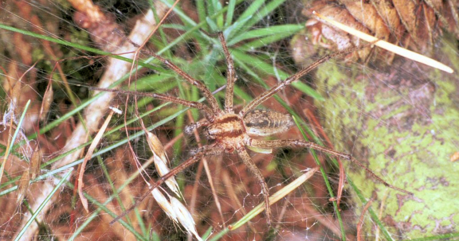 Funnel-Web Spider (Family Agelenidae) - The Firefly Forest