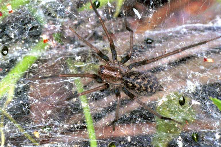 Eratigena ( Tegenaria) atrica