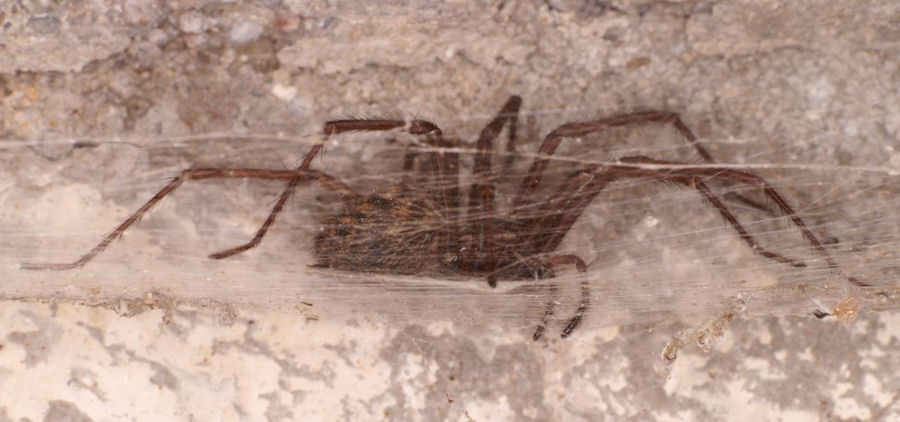 Tegenaria_parietina