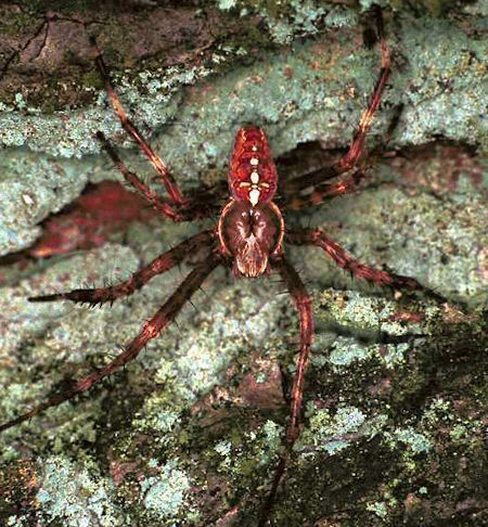 Araneus  diadematus