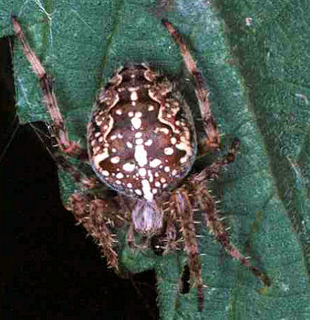 Araneus diadematus female
