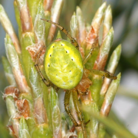 Araniella cucurbitina