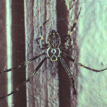 Larinioides sclopetarius