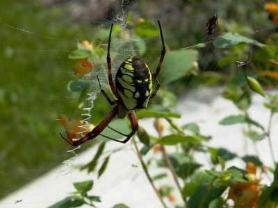 Argiope aurantia by Andrew Greif