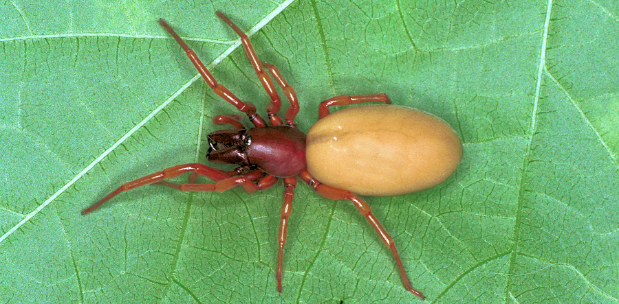 Dysdera crocata