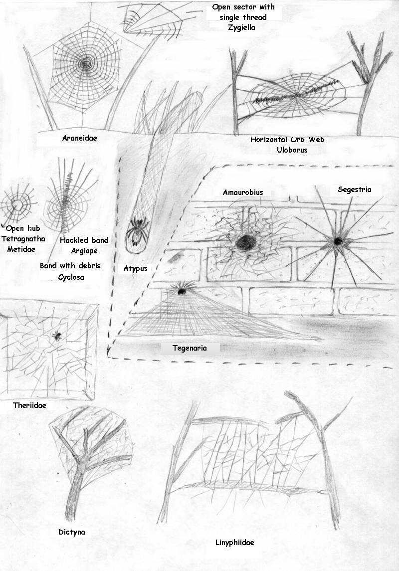 Spider web's secrets could lead to stronger glues