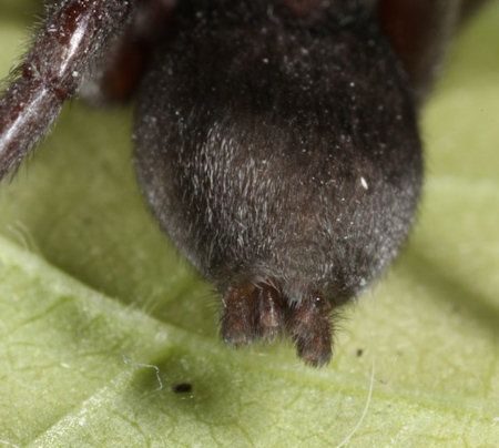 Scotophaeus blackwalli