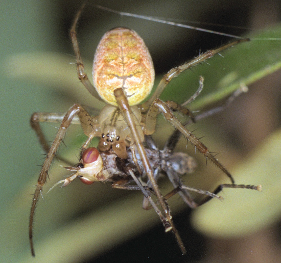 meta feeding with fly