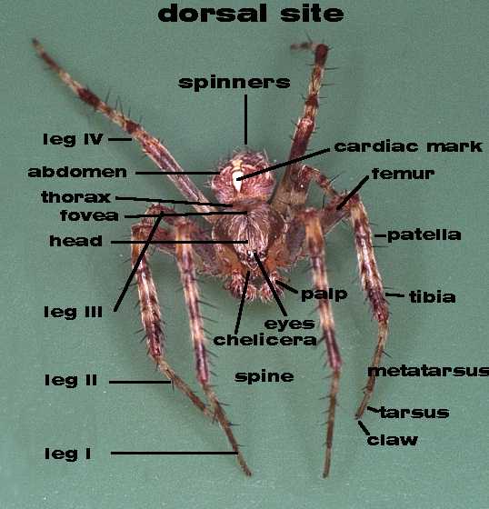 spider mouth anatomy