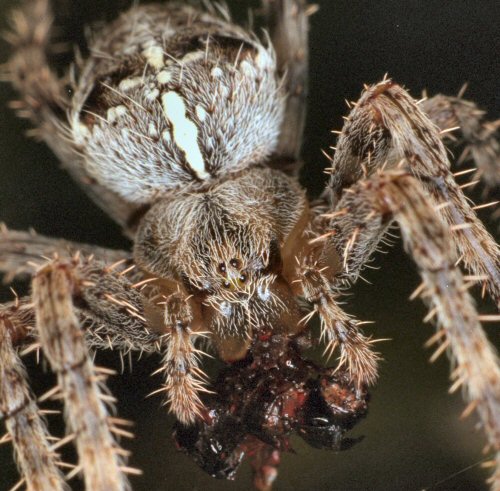 Small Spiders Have Big Brains That Spill Into Their Legs