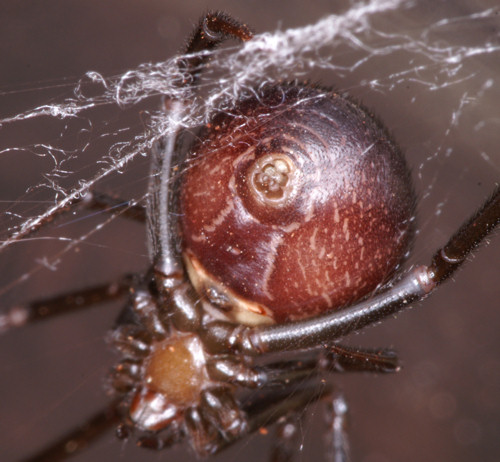 Why understanding how spiders spin silk may hold clues for