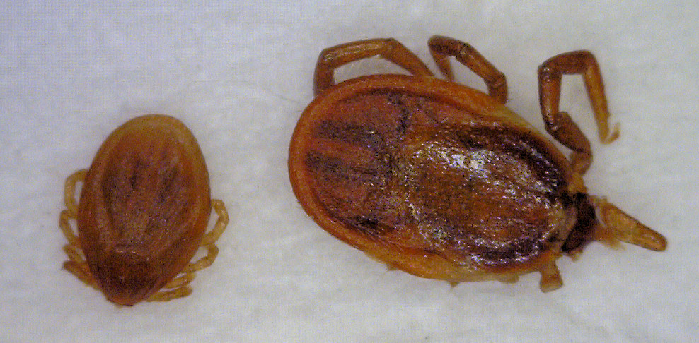 Adult and nymp tick