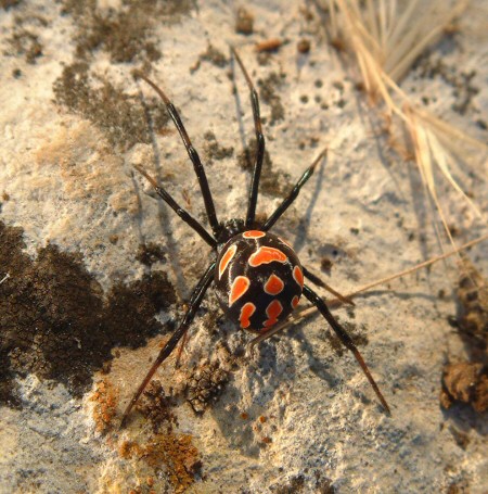 Female Latrodectus tredecimguttatus