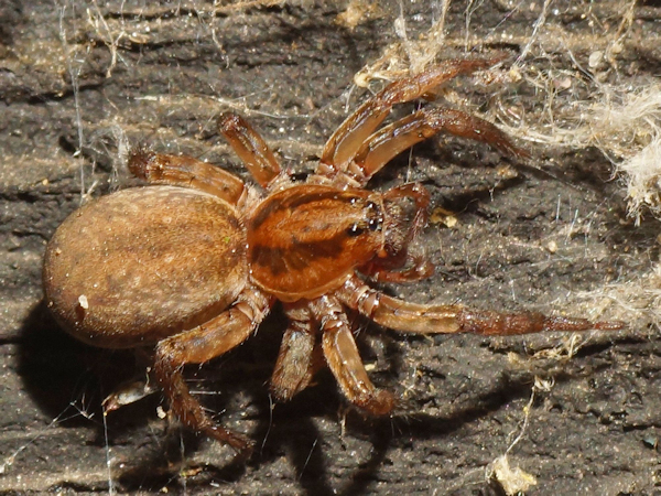 Hygrolycosa rubrofasciata