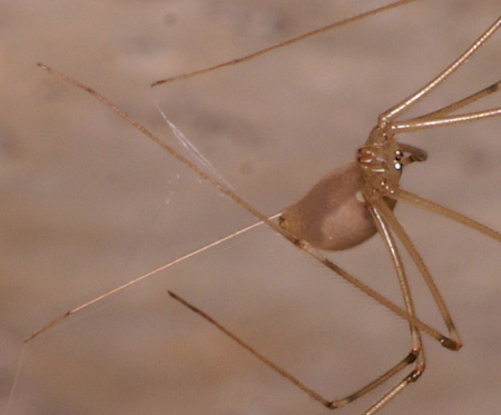 Daddy-long-legs spider - Pholcus opilionoides 