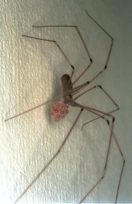 Female Daddy Long-legs Spider (Pholcus phalangioides) and eggs