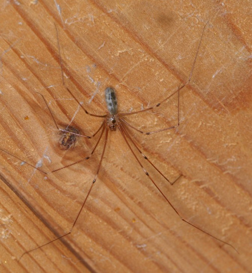 Mommy long legs, Macro shot of a female Daddy Long-Legs (Ph…