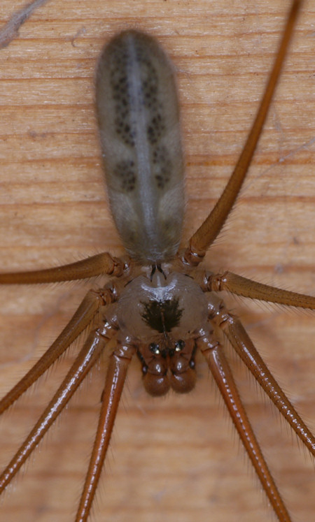 Long-bodied cellar daddy long-legs spider