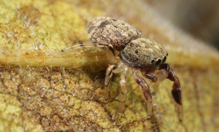 Jumping spider (Salticidae), 2020 Photomicrography Competition