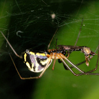 Sheet web spider