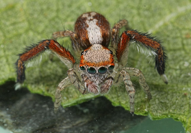 Spiders Of North West Europe Identify Information And Pictures