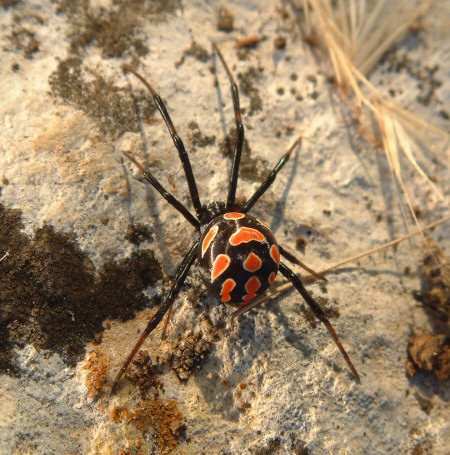 The common spiders of the United States. Spiders. THE THERIDID