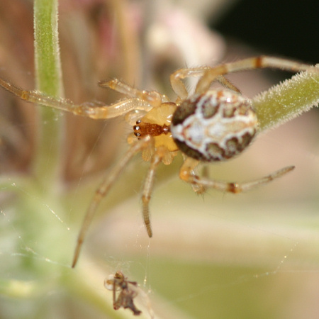 Theridion pictum 