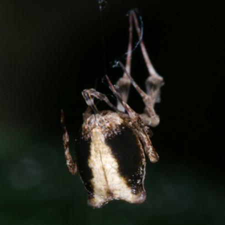 Uloborus plumipes