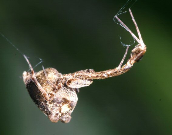 Uloborus plumipes