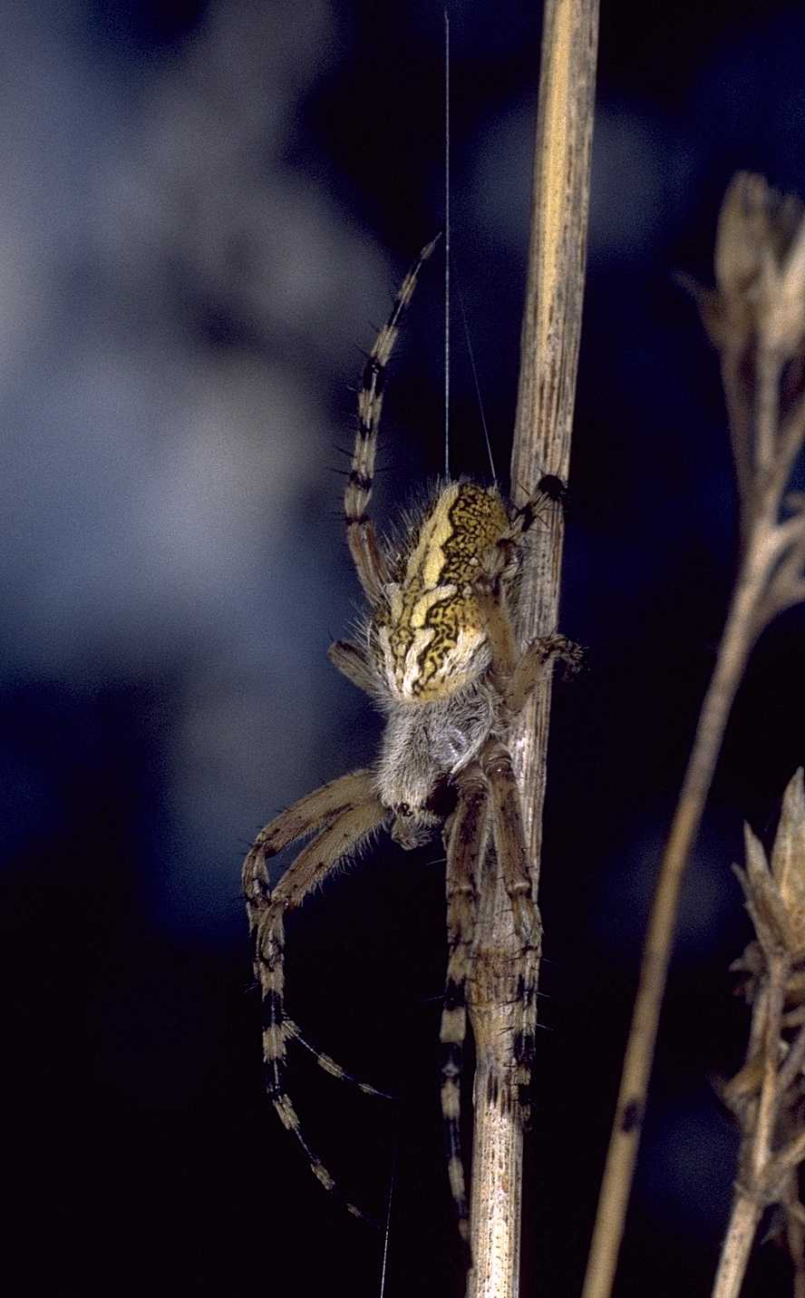 Araneus ceropegius