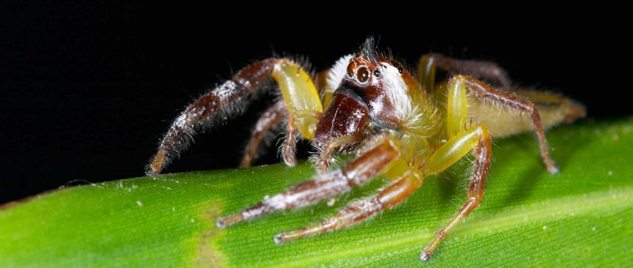 Mopsus mormon male