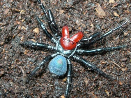 tarantula eating mouse