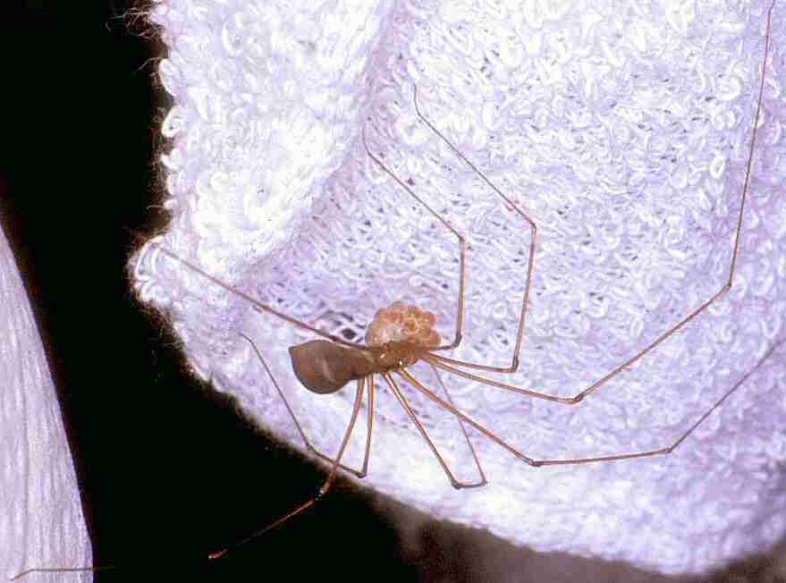 Found a daddy long-legs (cellar spider) while cleaning. Whoops