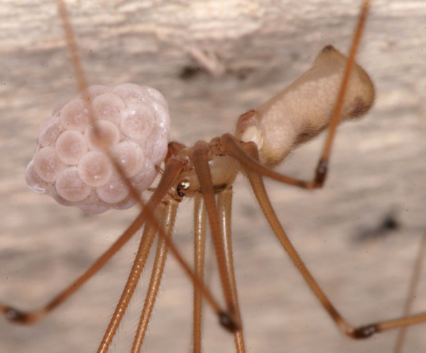 Daddy Longlegs: Two Eyes, Eight Legs, And No Webs