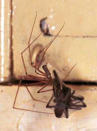 Found a daddy long-legs (cellar spider) while cleaning. Whoops