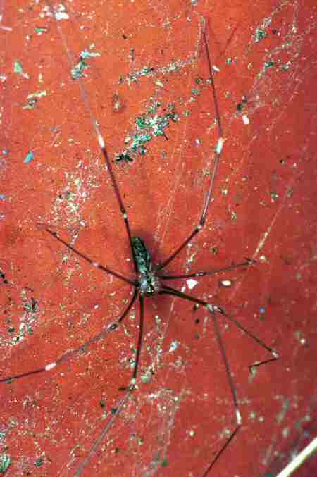 Found a daddy long-legs (cellar spider) while cleaning. Whoops