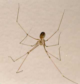 Pholcidae, vibrating or cellar spiders