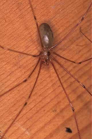 Daddy Long Legs  Spider Research