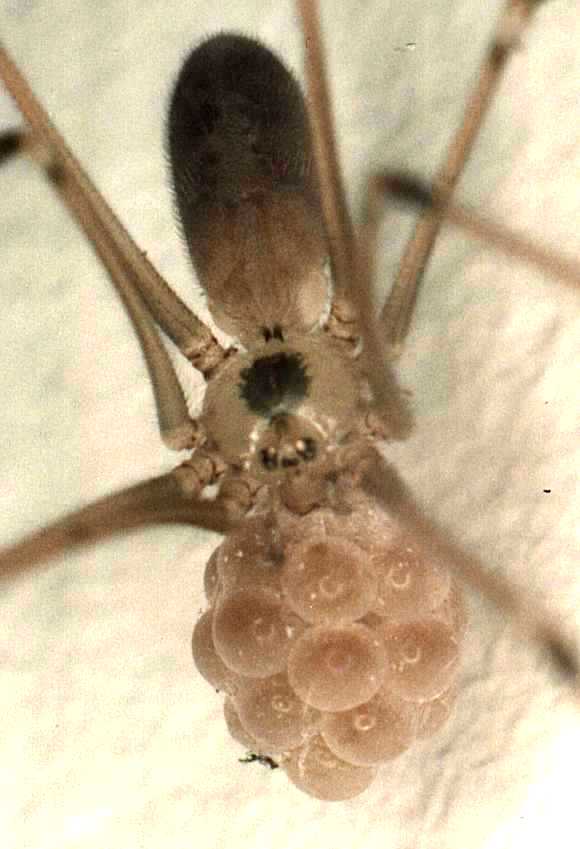 Found a daddy long-legs (cellar spider) while cleaning. Whoops