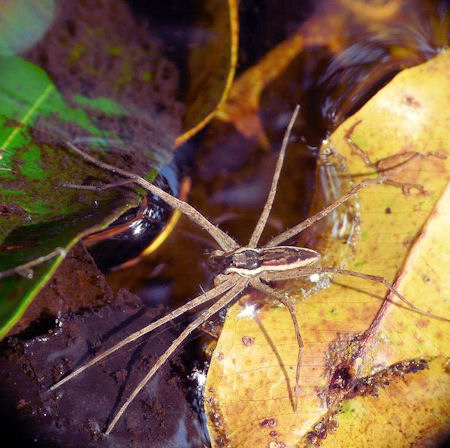 Megadolomedes australianus female 