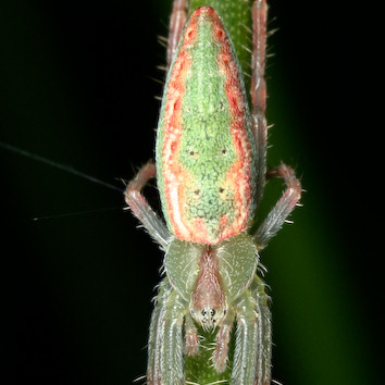 Araneus talipedatus