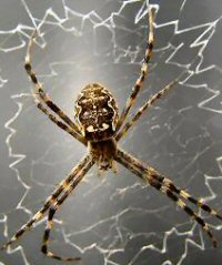 Argiope ocyaloides