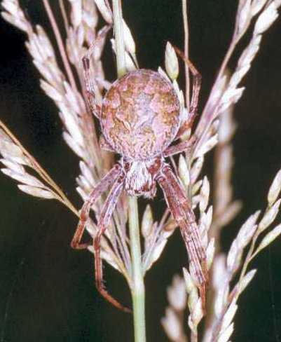 Araneus ZZ135 female