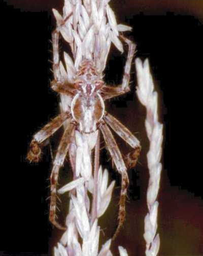 Araneus ZZ135 male