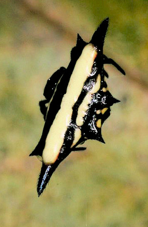 Gasteracantha fornicata