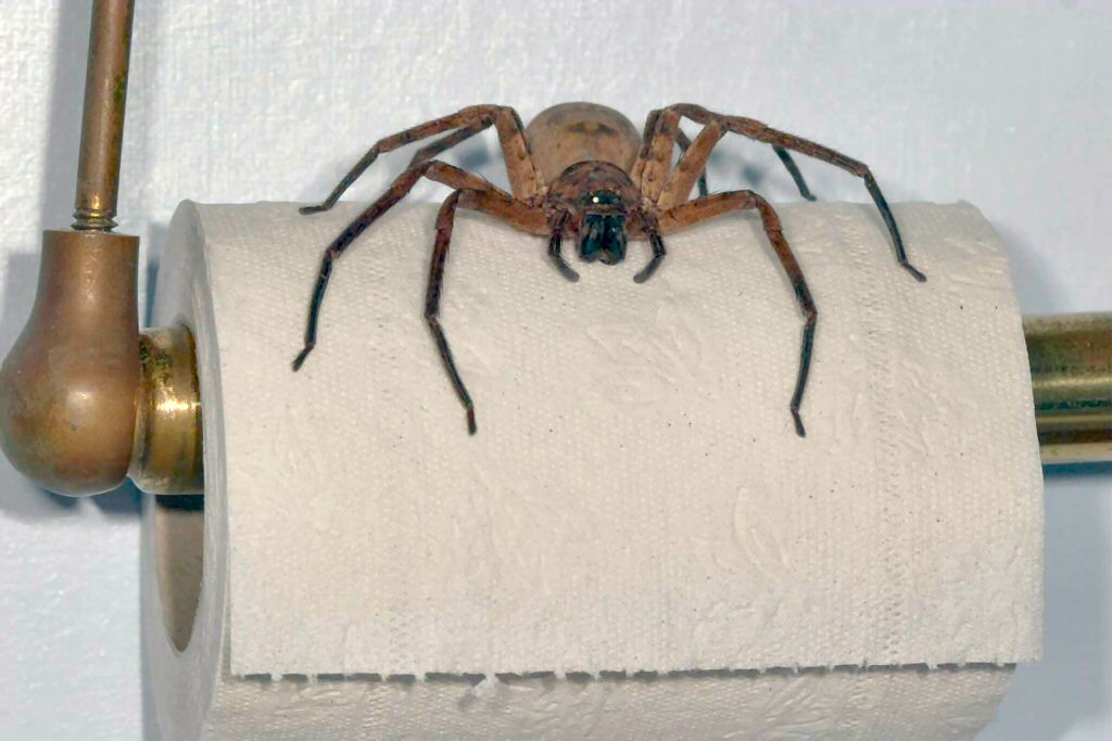 giant australian huntsman spider